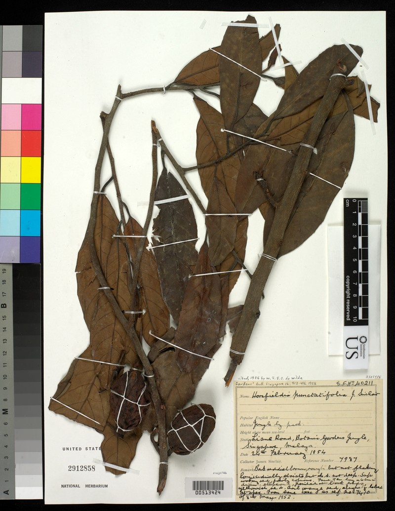Horsfieldia punctatifolia
