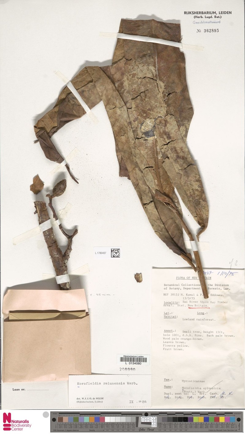 Horsfieldia ralunensis