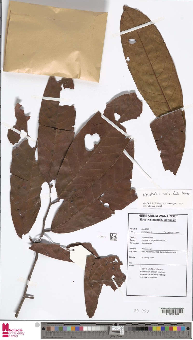 Horsfieldia reticulata