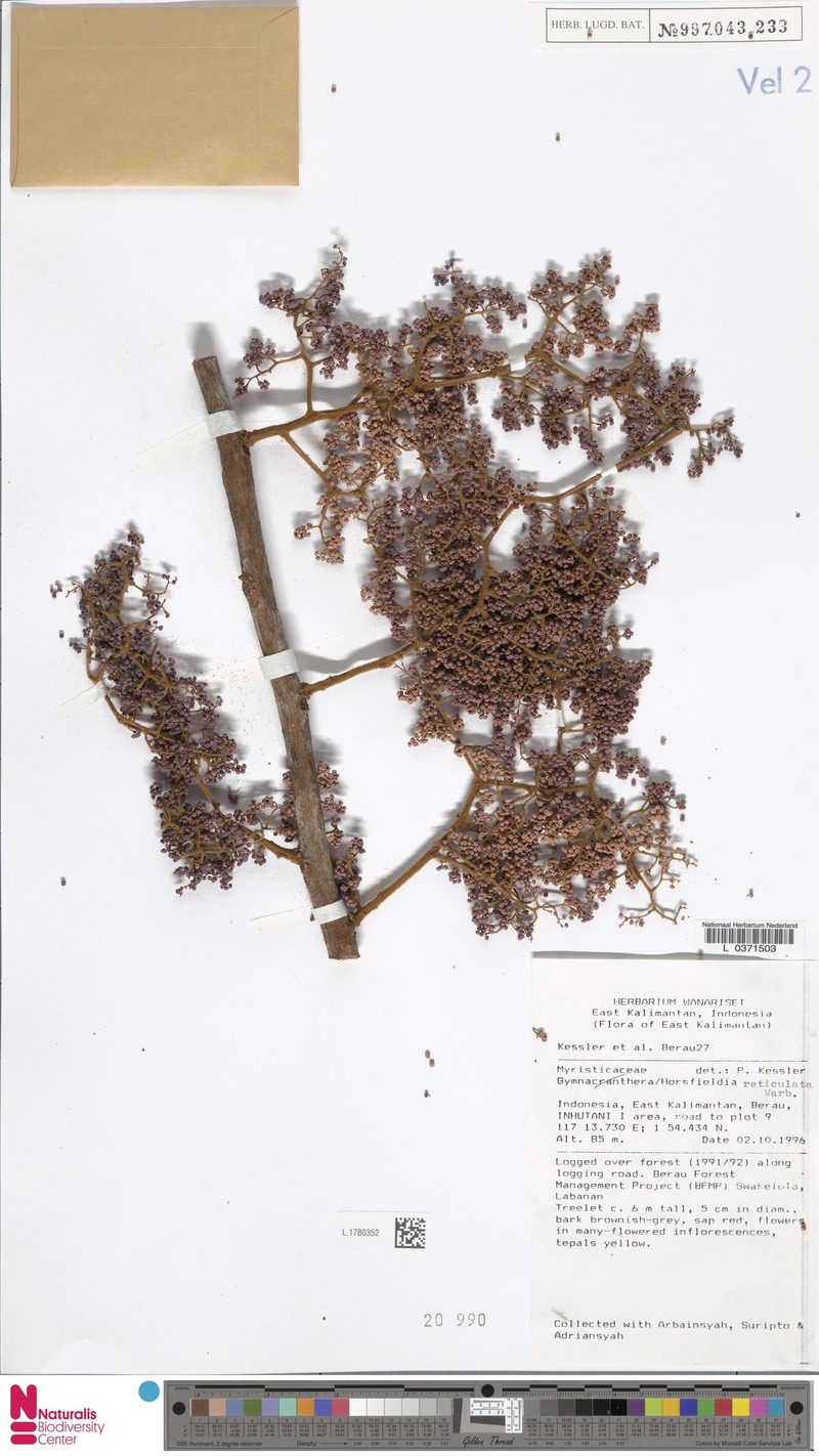 Horsfieldia reticulata photo 3
