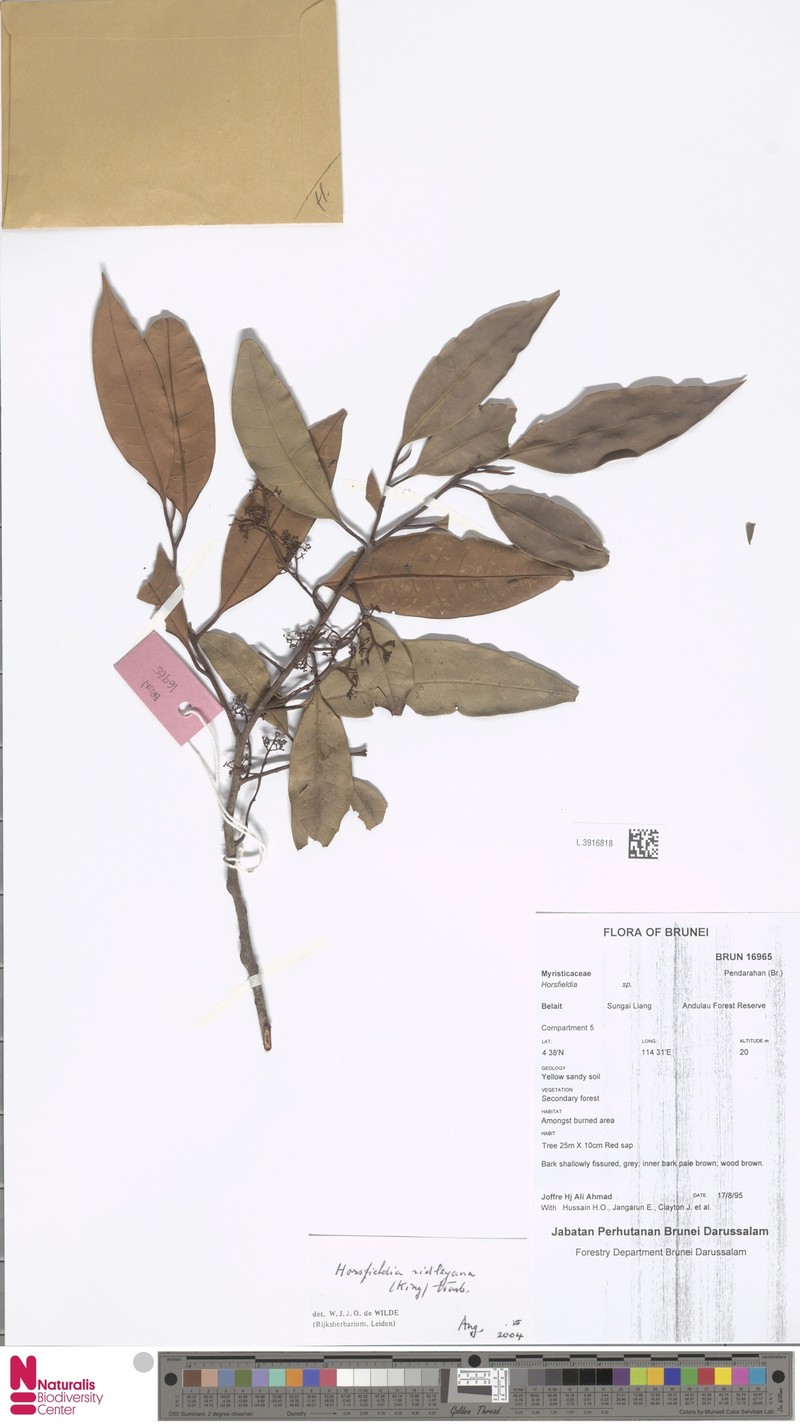Horsfieldia ridleyana
