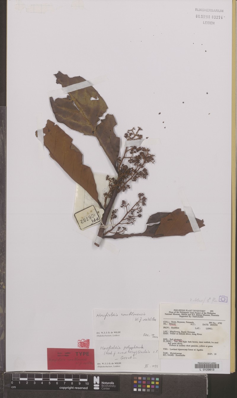 Horsfieldia romblonensis