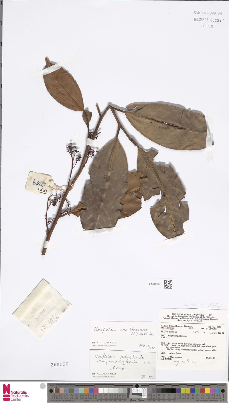 Horsfieldia romblonensis photo 2