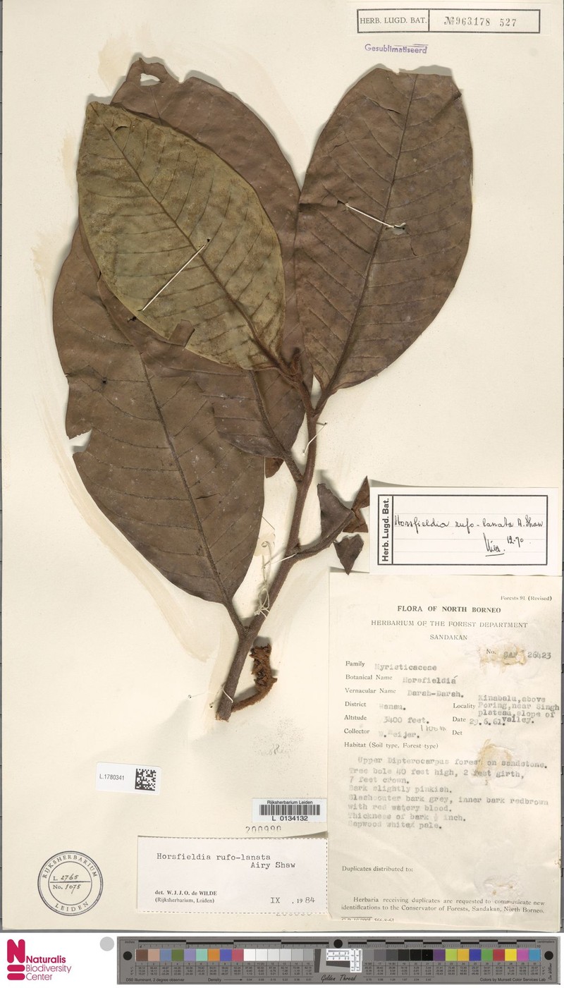 Horsfieldia rufolanata