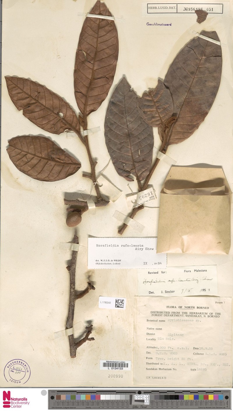 Horsfieldia rufolanata photo 2