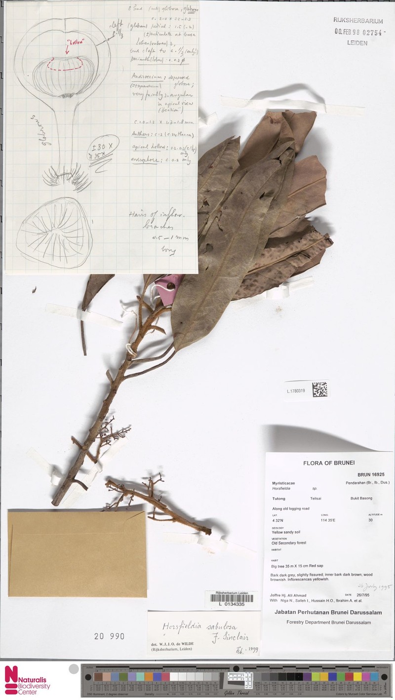 Horsfieldia sabulosa