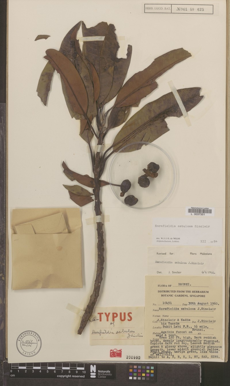 Horsfieldia sabulosa photo 3