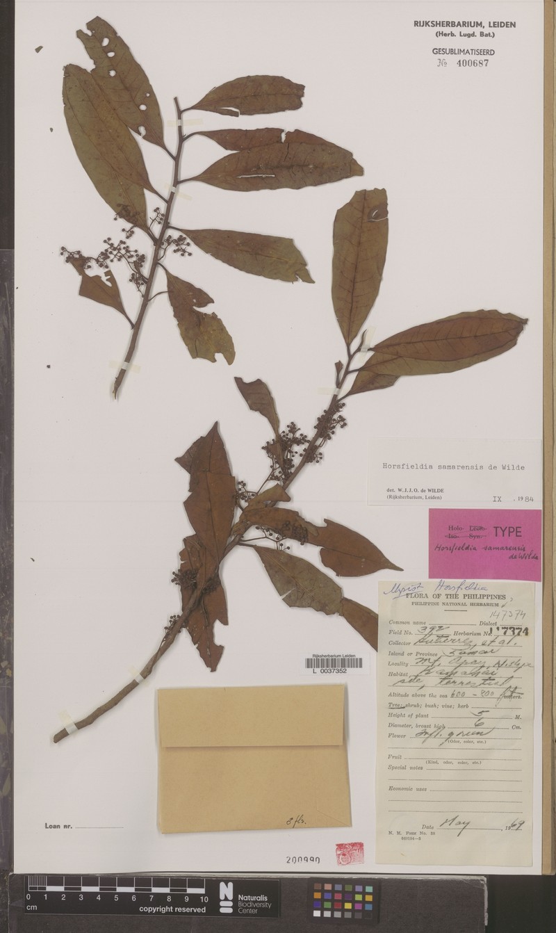 Horsfieldia samarensis