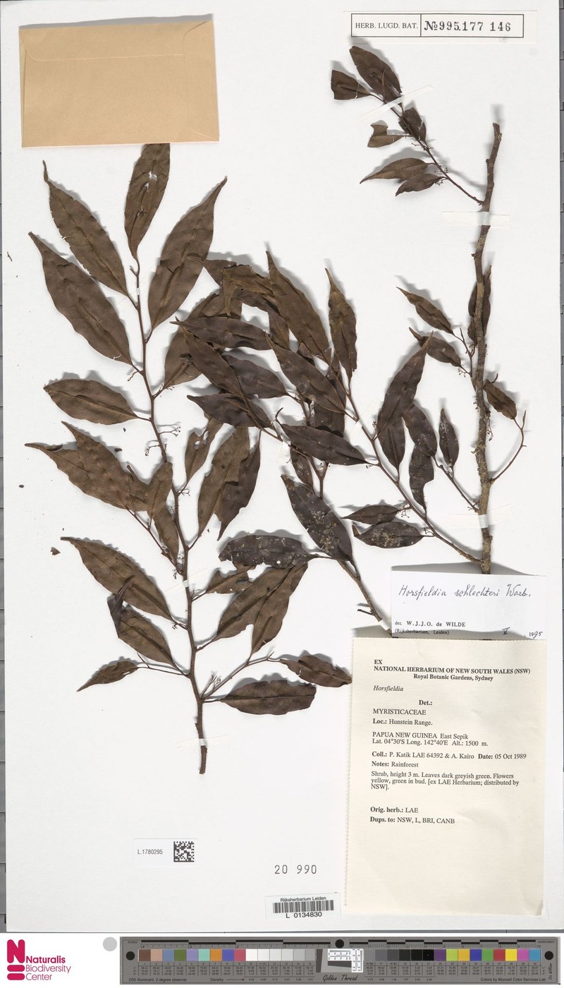 Horsfieldia schlechteri