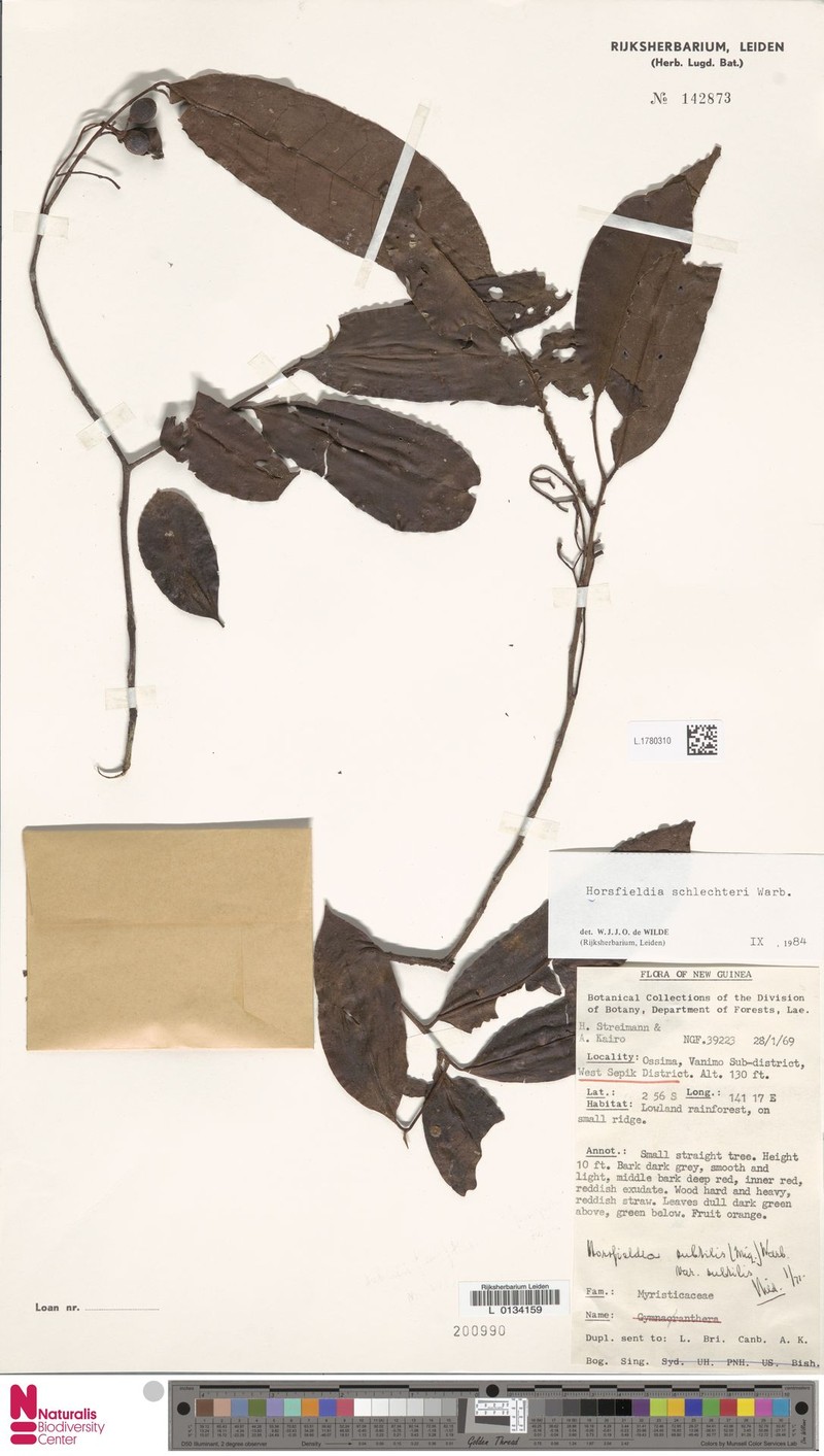 Horsfieldia schlechteri photo 4