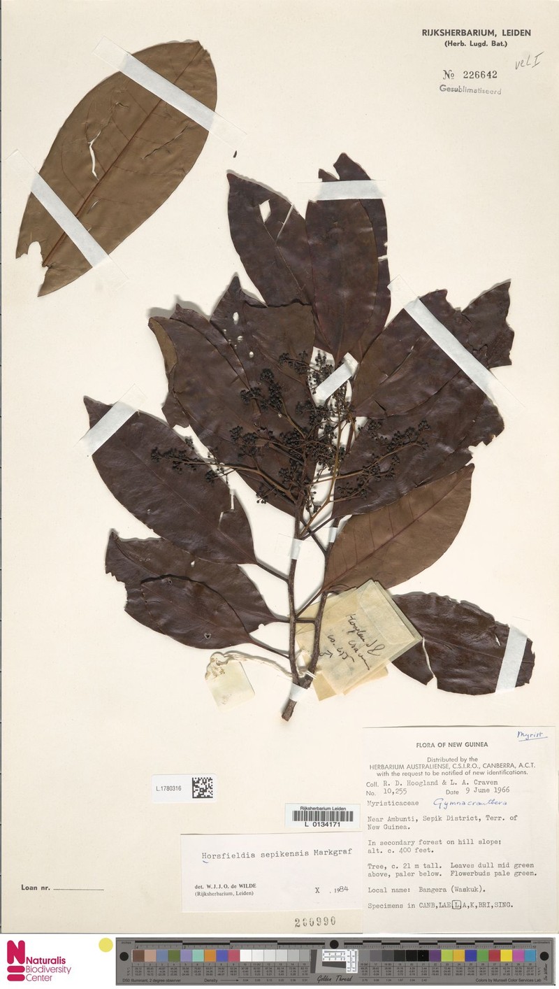 Horsfieldia sepikensis