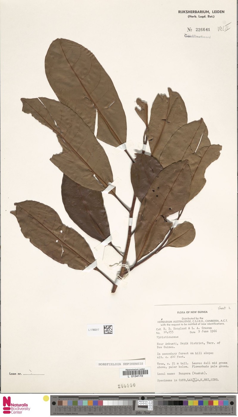 Horsfieldia sepikensis photo 3