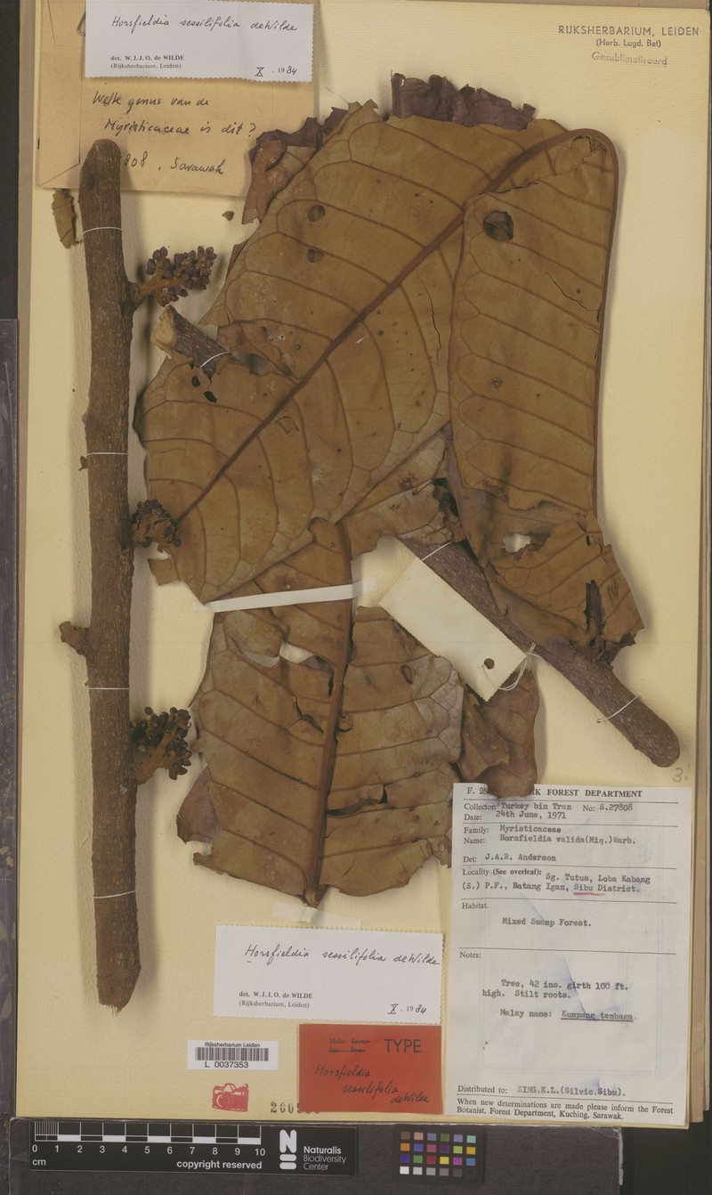 Horsfieldia sessilifolia