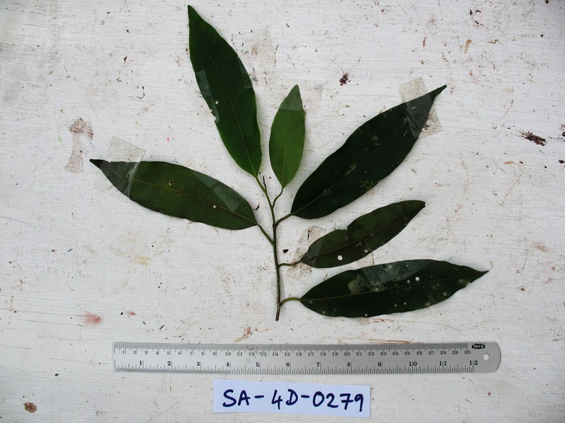 Horsfieldia sinclairii photo 2