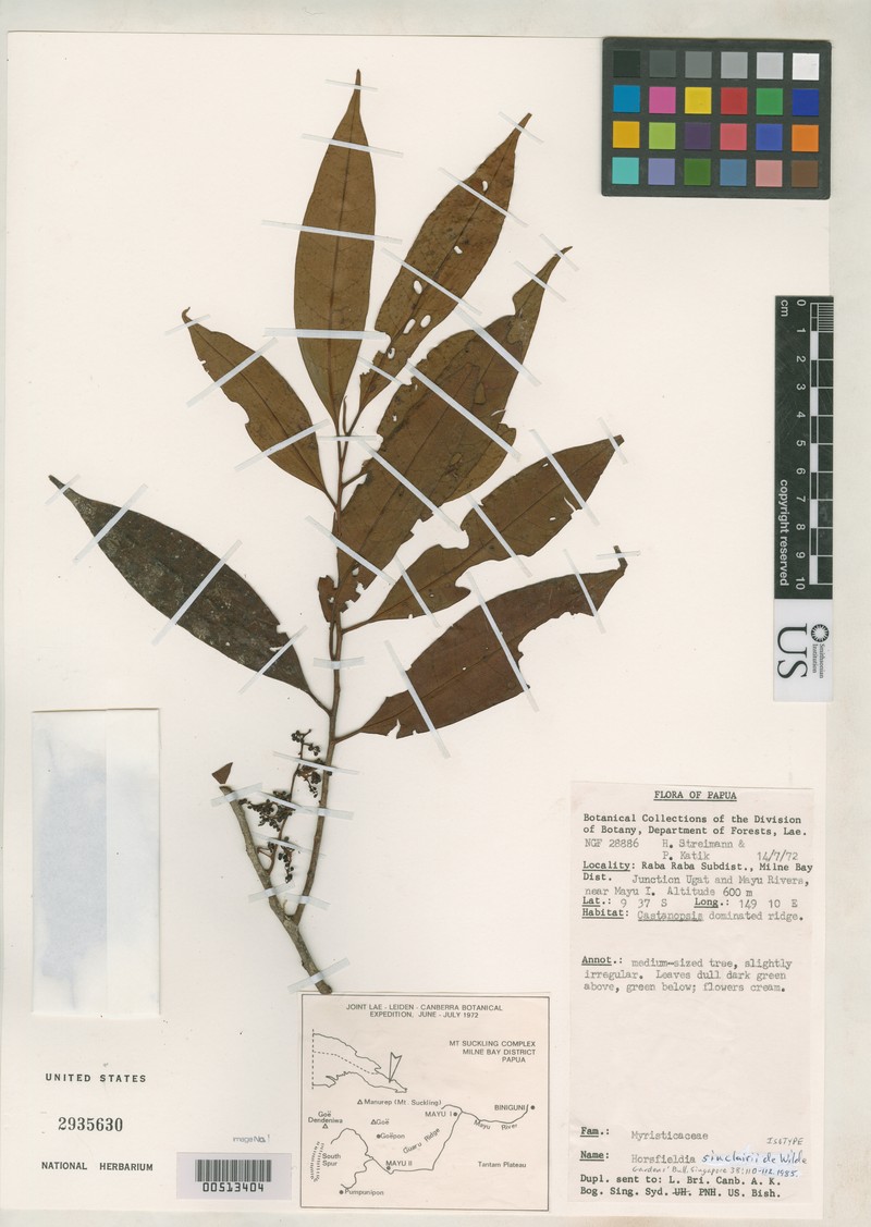 Horsfieldia sinclairii