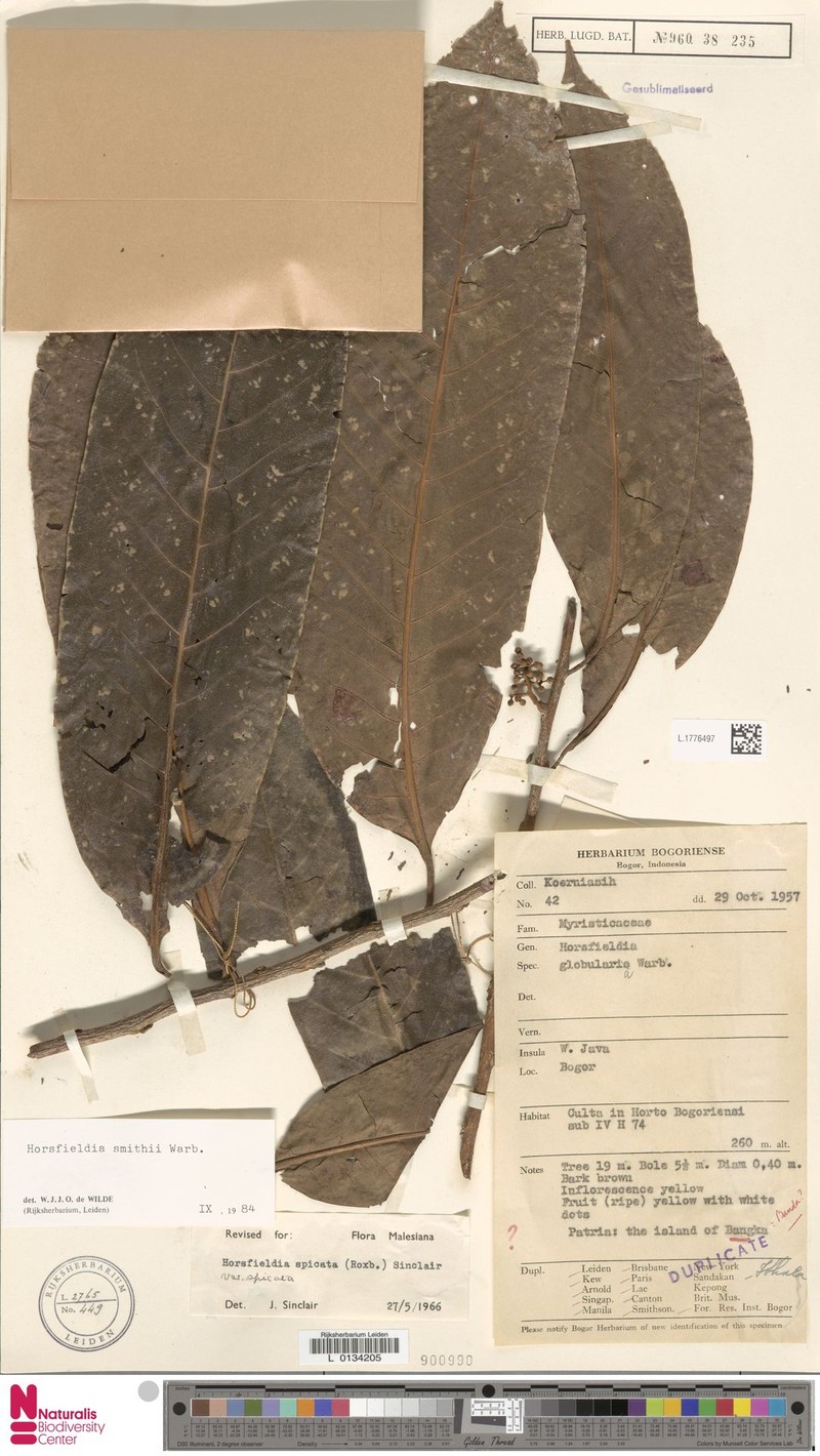 Horsfieldia smithii