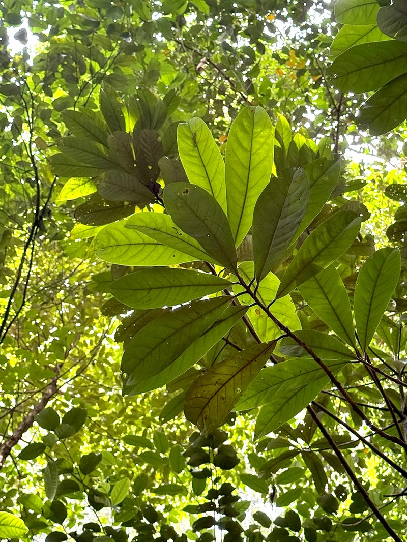 Horsfieldia sparsa