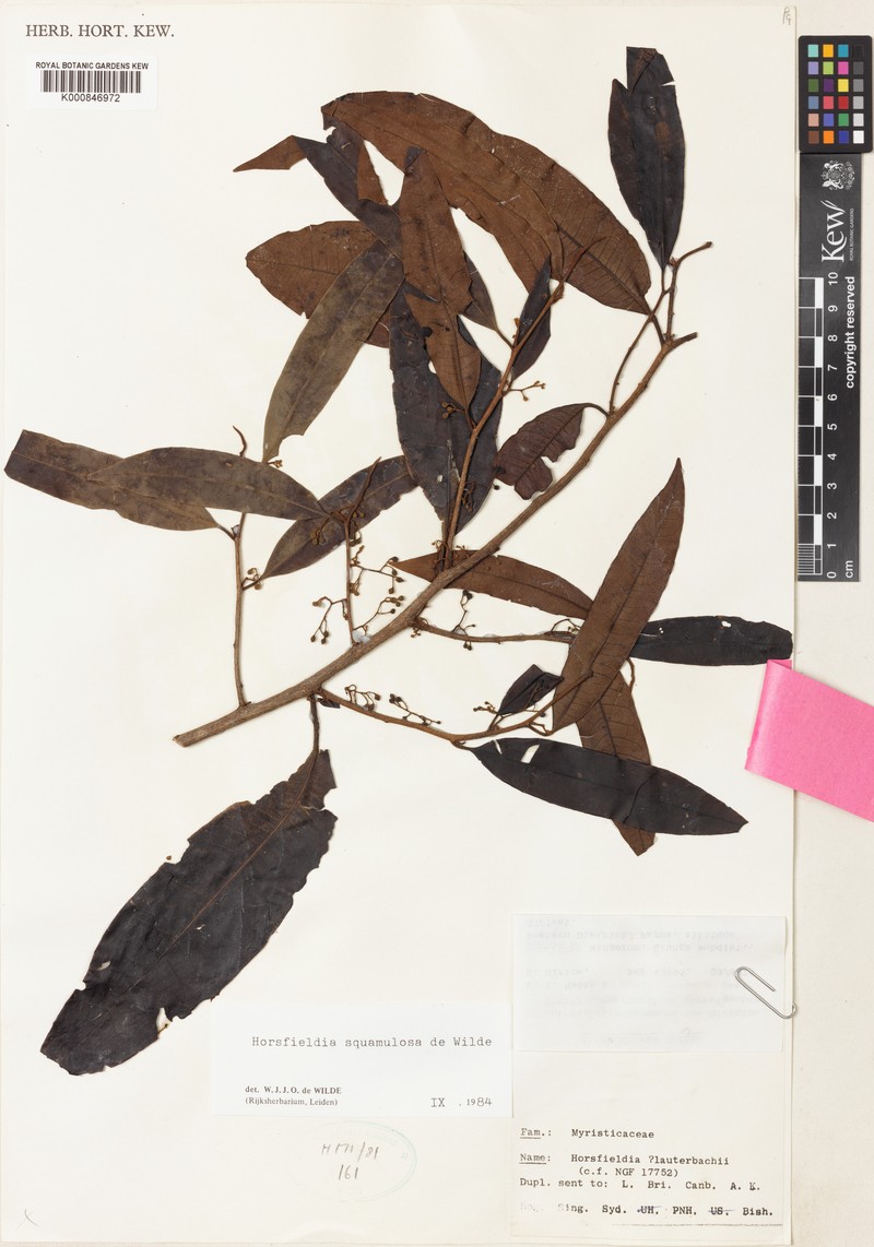 Horsfieldia squamulosa