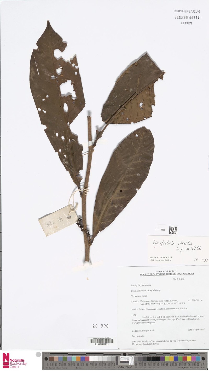 Horsfieldia sterilis