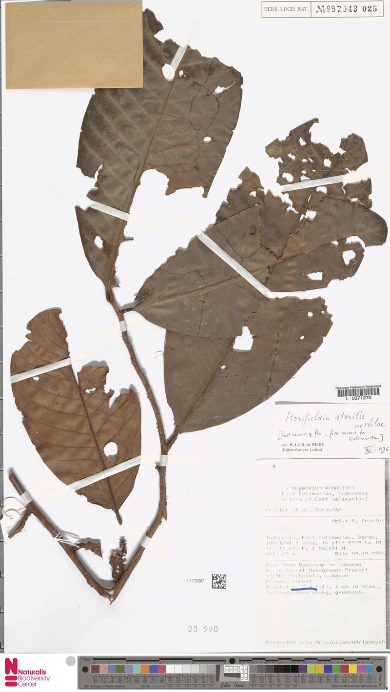 Horsfieldia sterilis photo 3