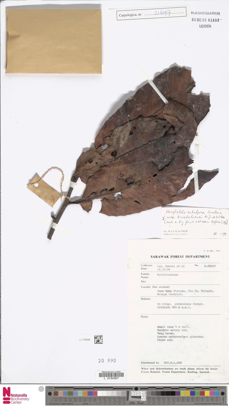 Horsfieldia subalpina subsp. kinabaluensis