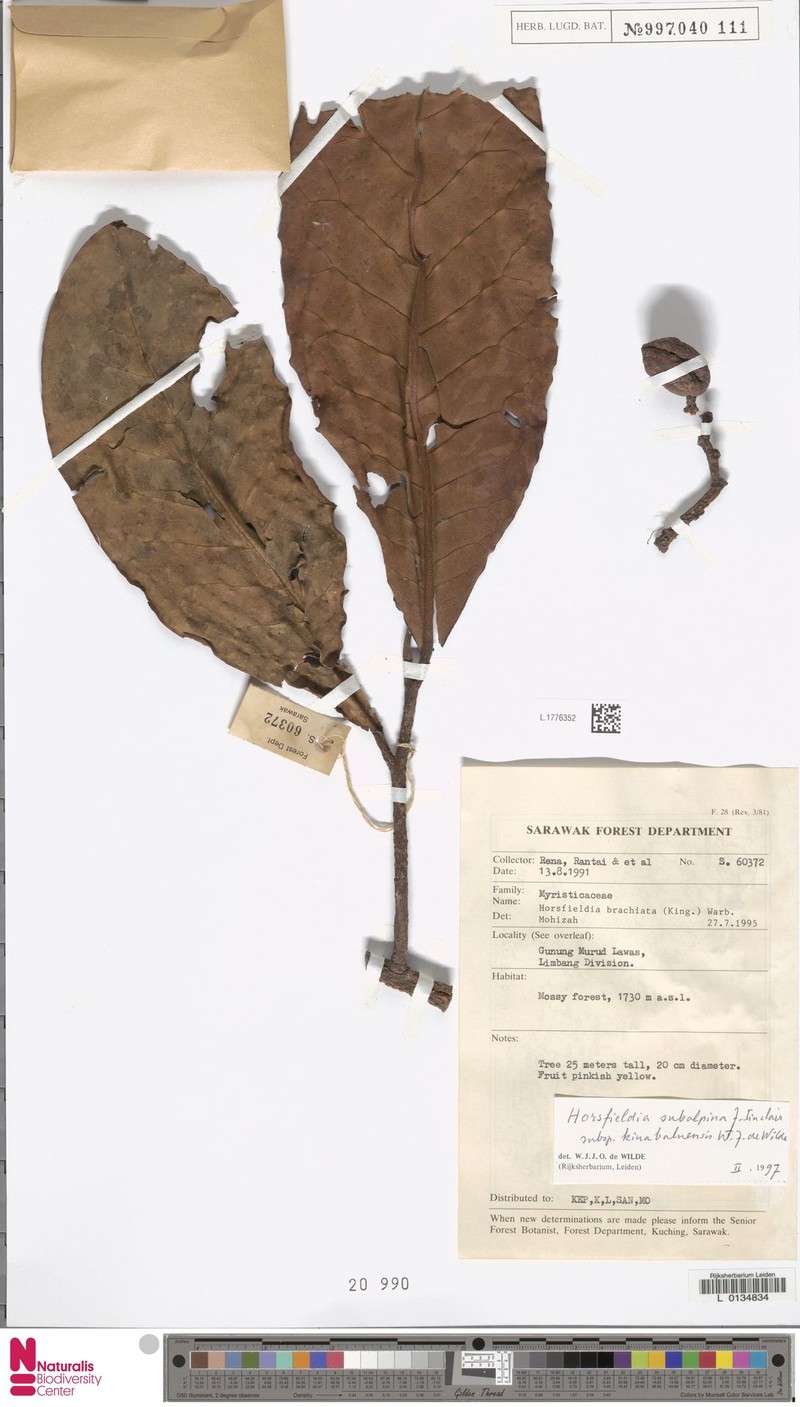 Horsfieldia subalpina subsp. kinabaluensis photo 2