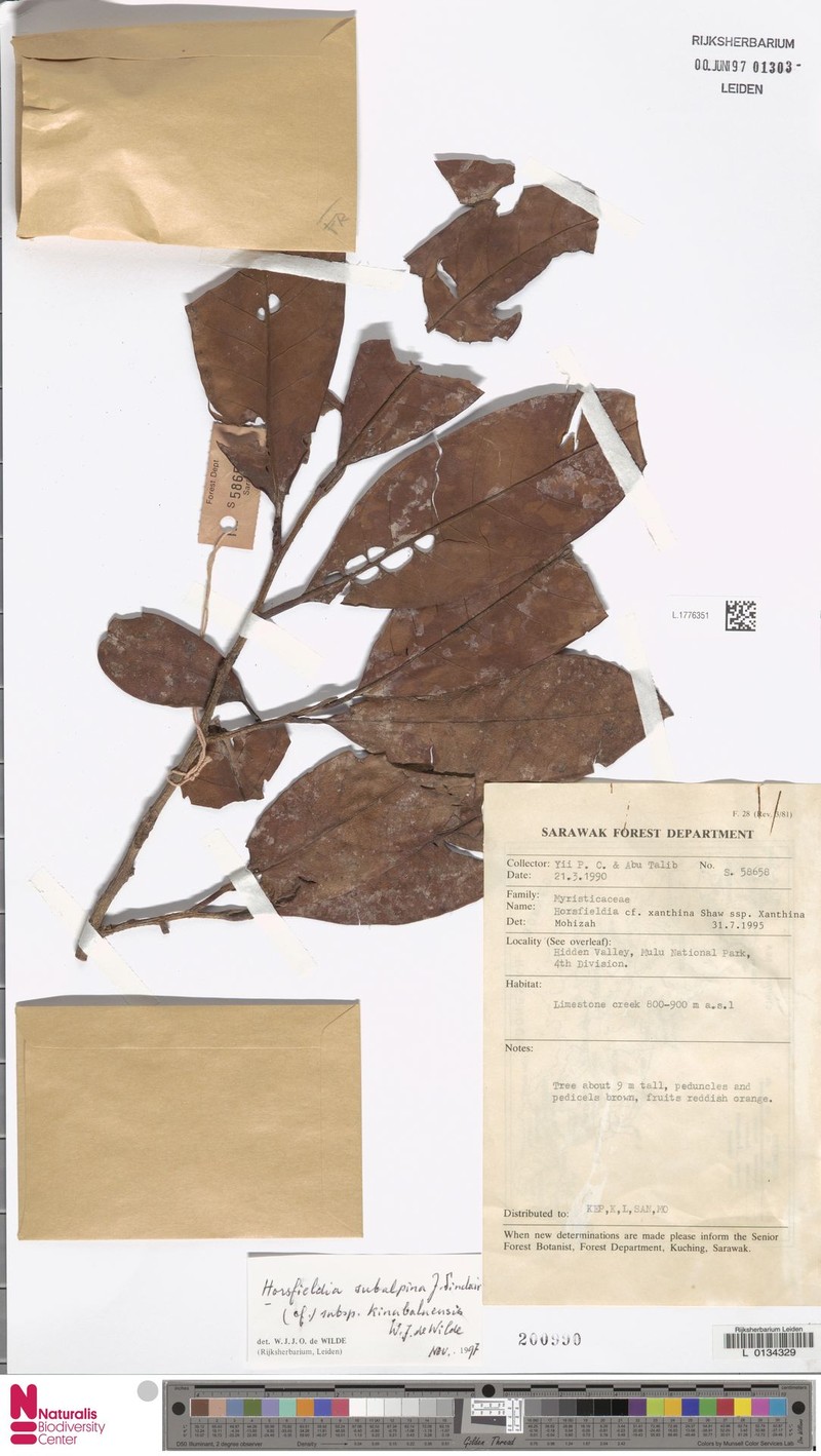 Horsfieldia subalpina subsp. kinabaluensis photo 3