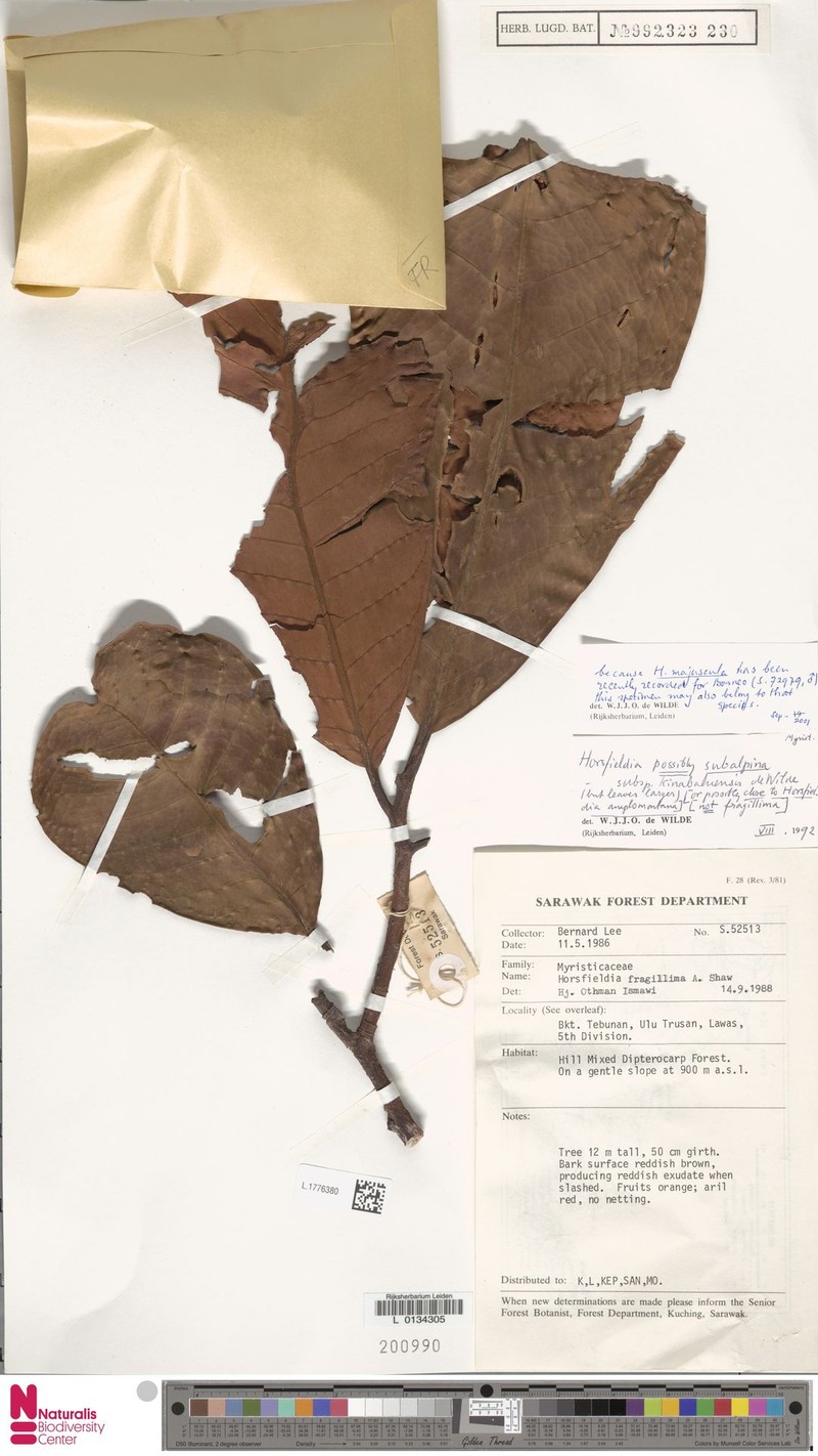 Horsfieldia subalpina subsp. kinabaluensis photo 4