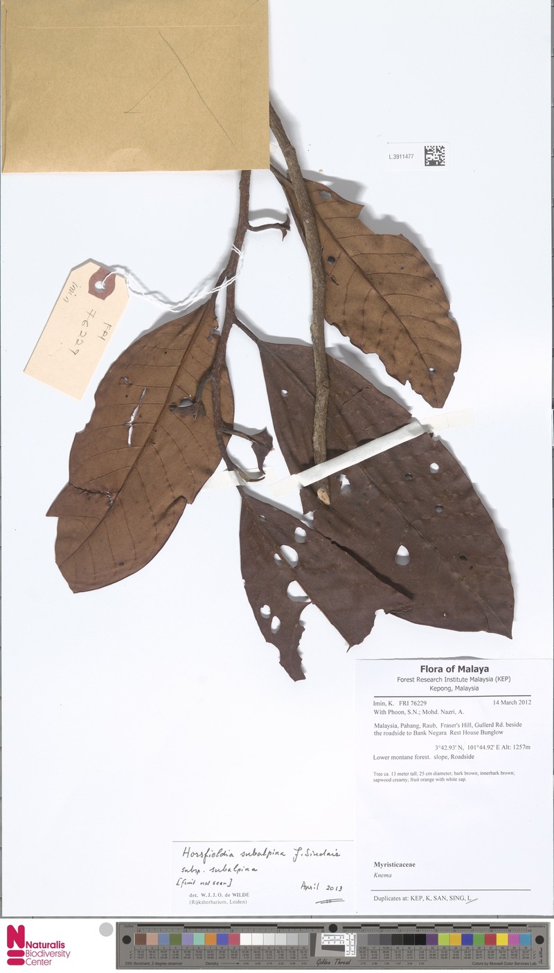Horsfieldia subalpina subsp. subalpina