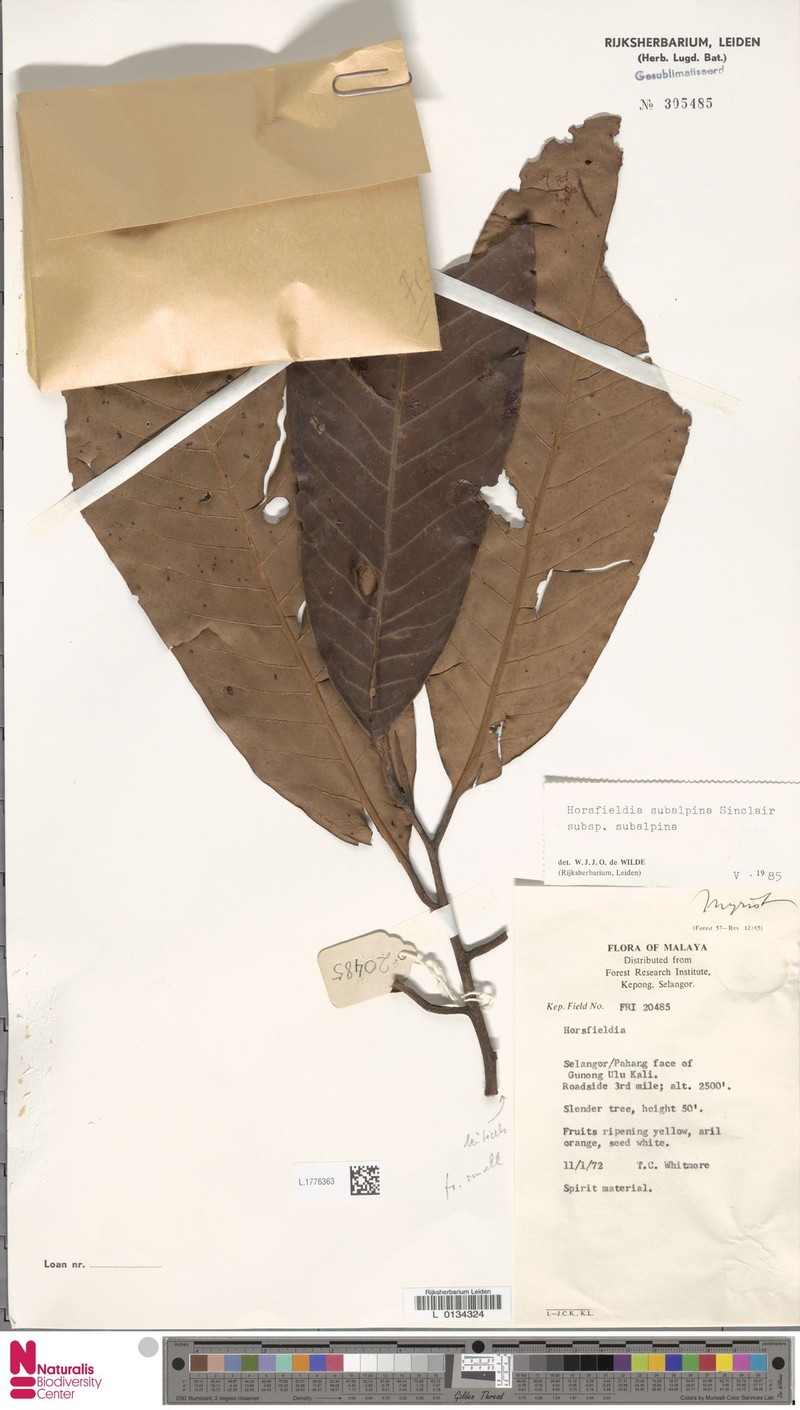 Horsfieldia subalpina subsp. subalpina photo 2