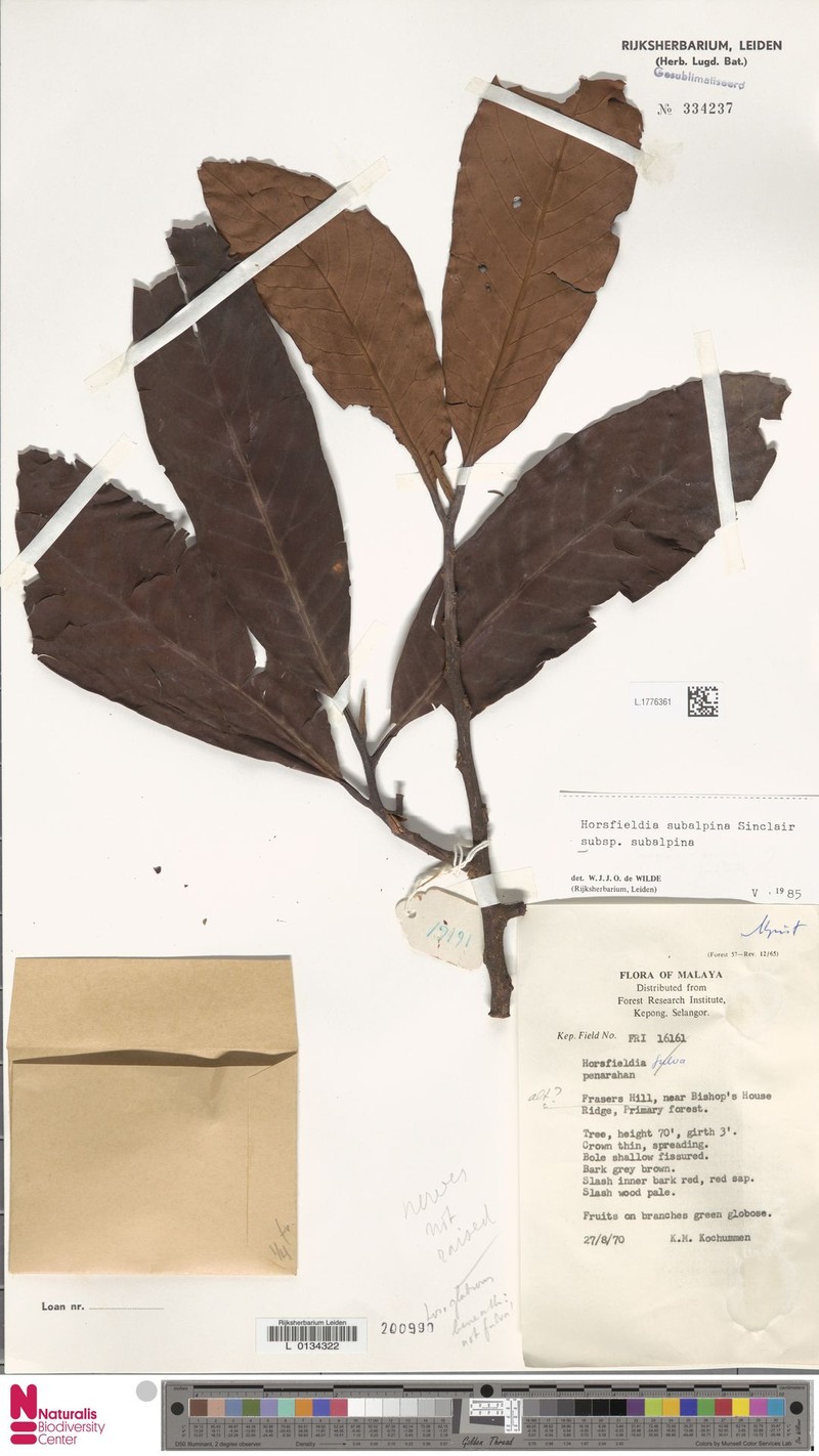 Horsfieldia subalpina subsp. subalpina photo 3