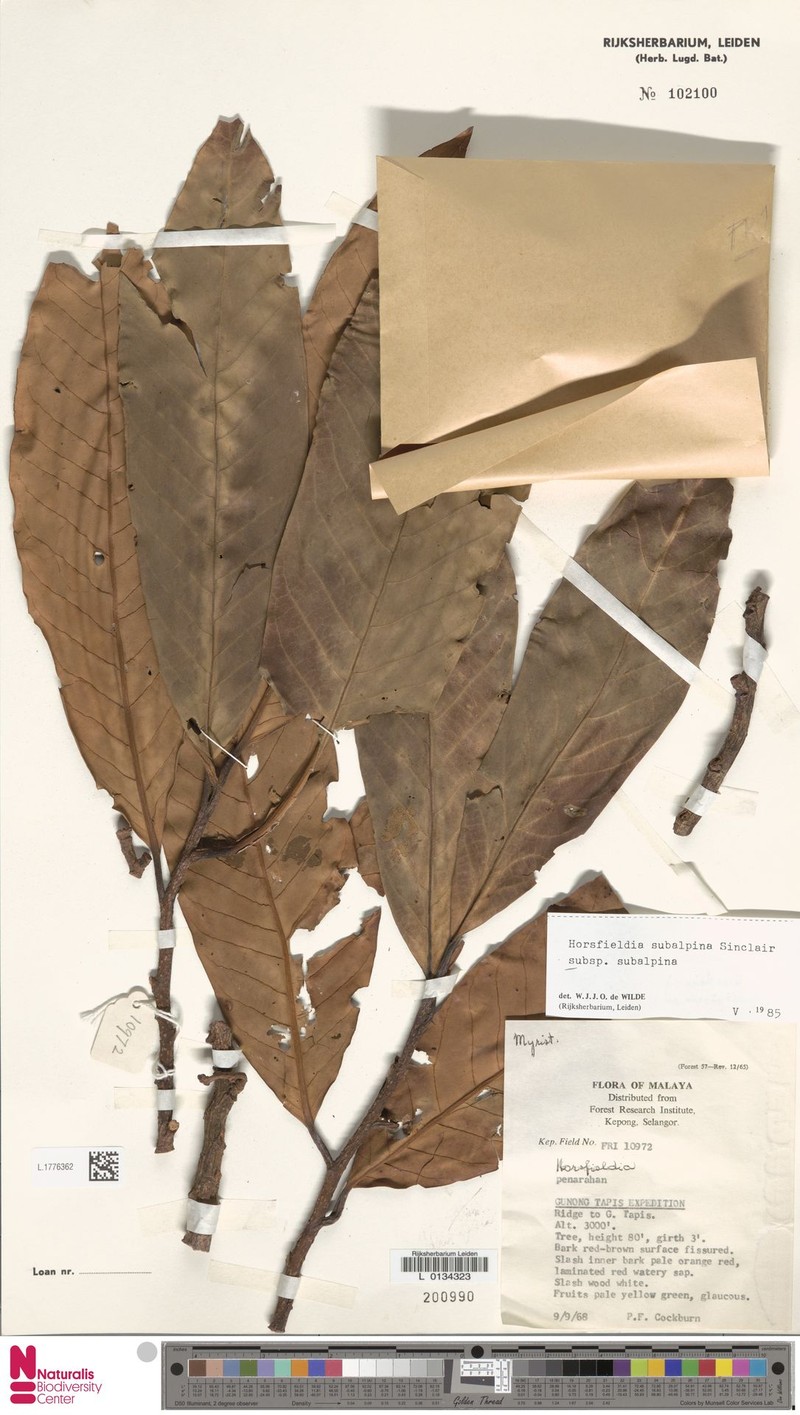 Horsfieldia subalpina subsp. subalpina photo 4