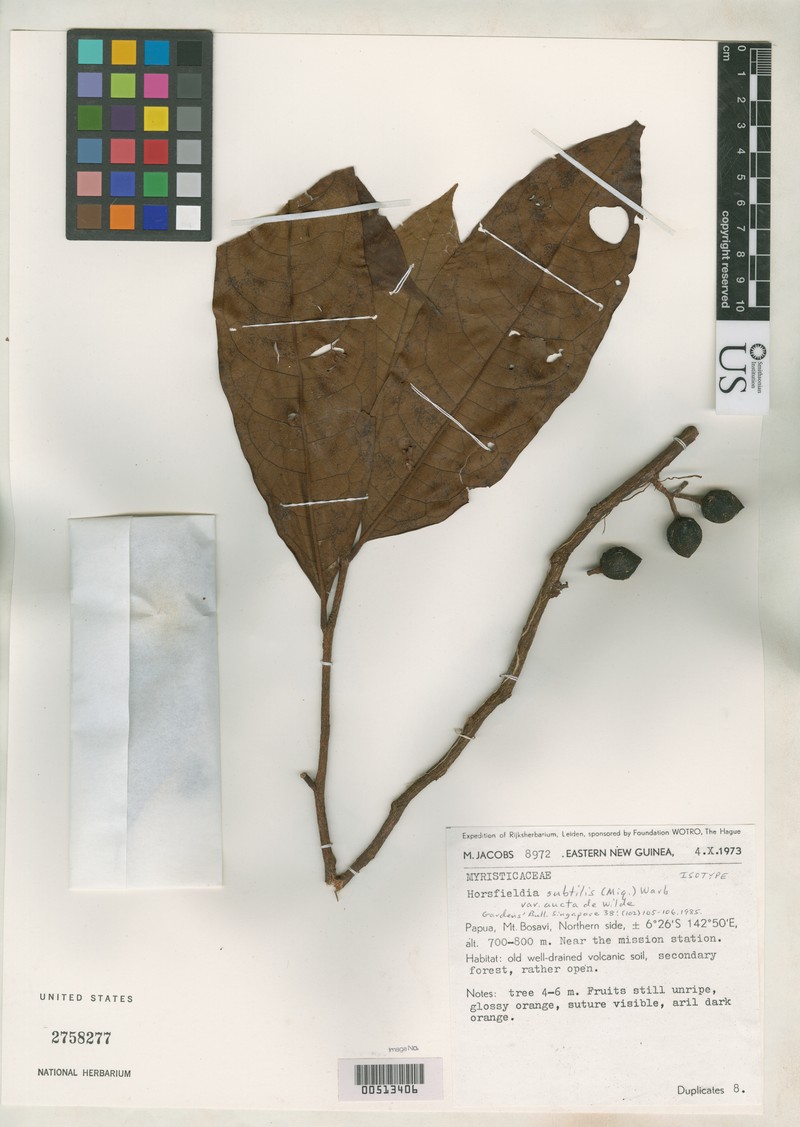 Horsfieldia subtilis