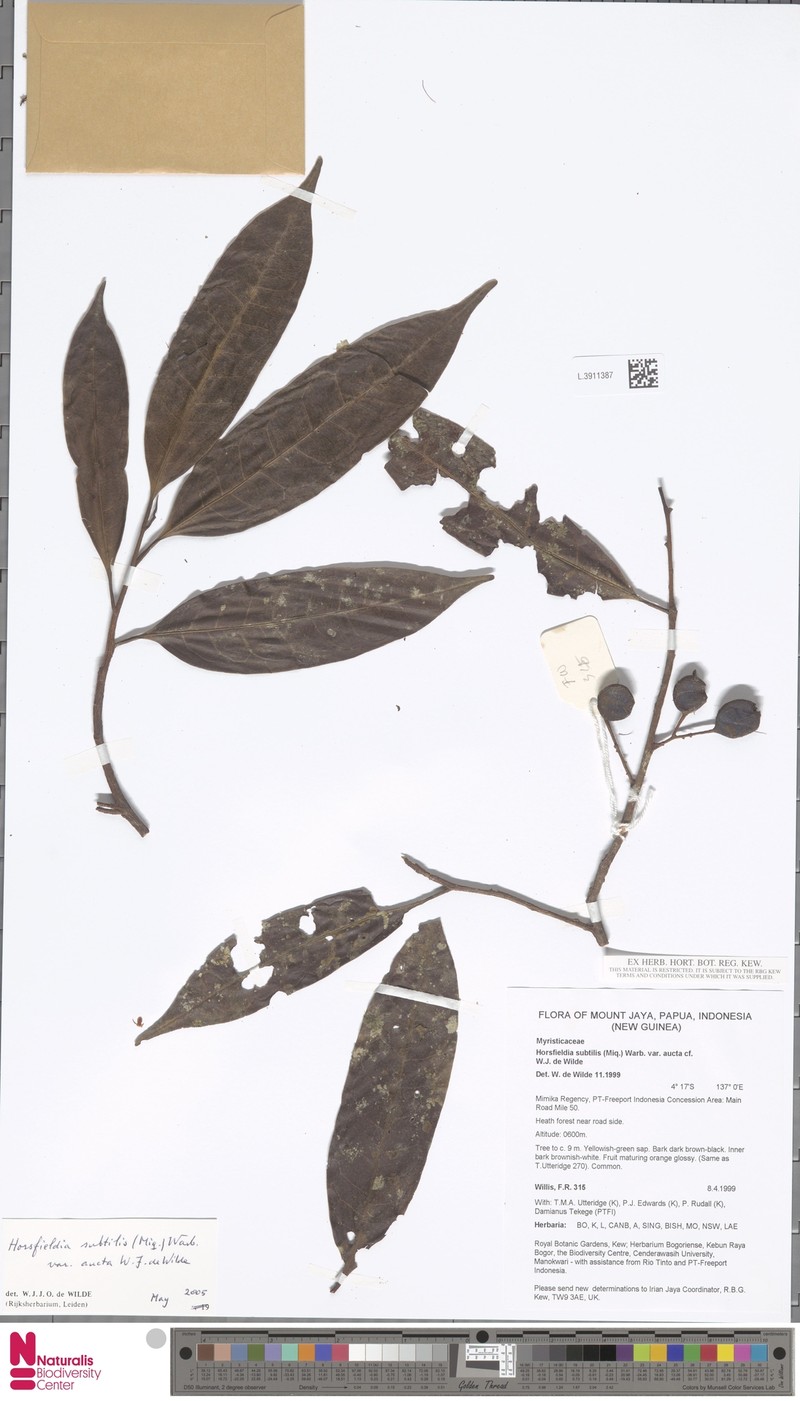 Horsfieldia subtilis var. aucta