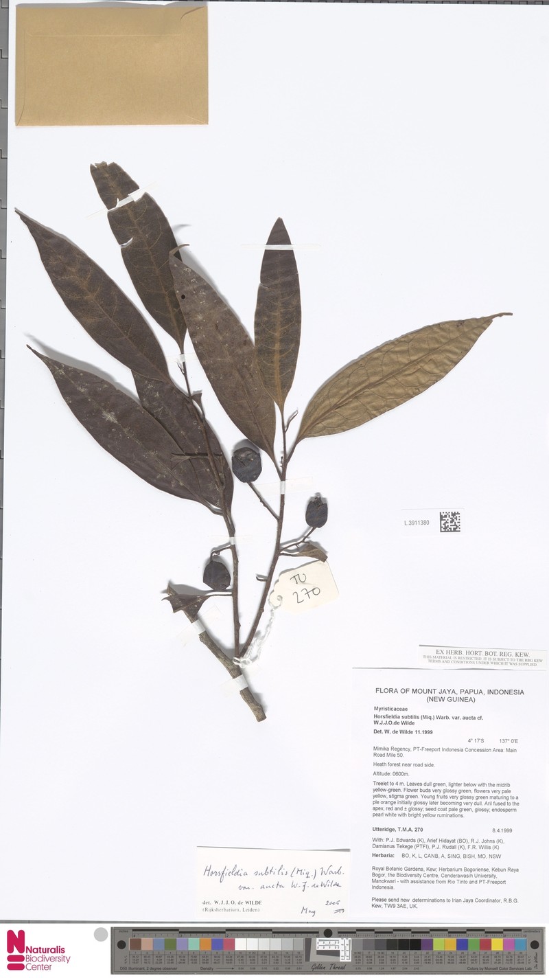 Horsfieldia subtilis var. aucta photo 2
