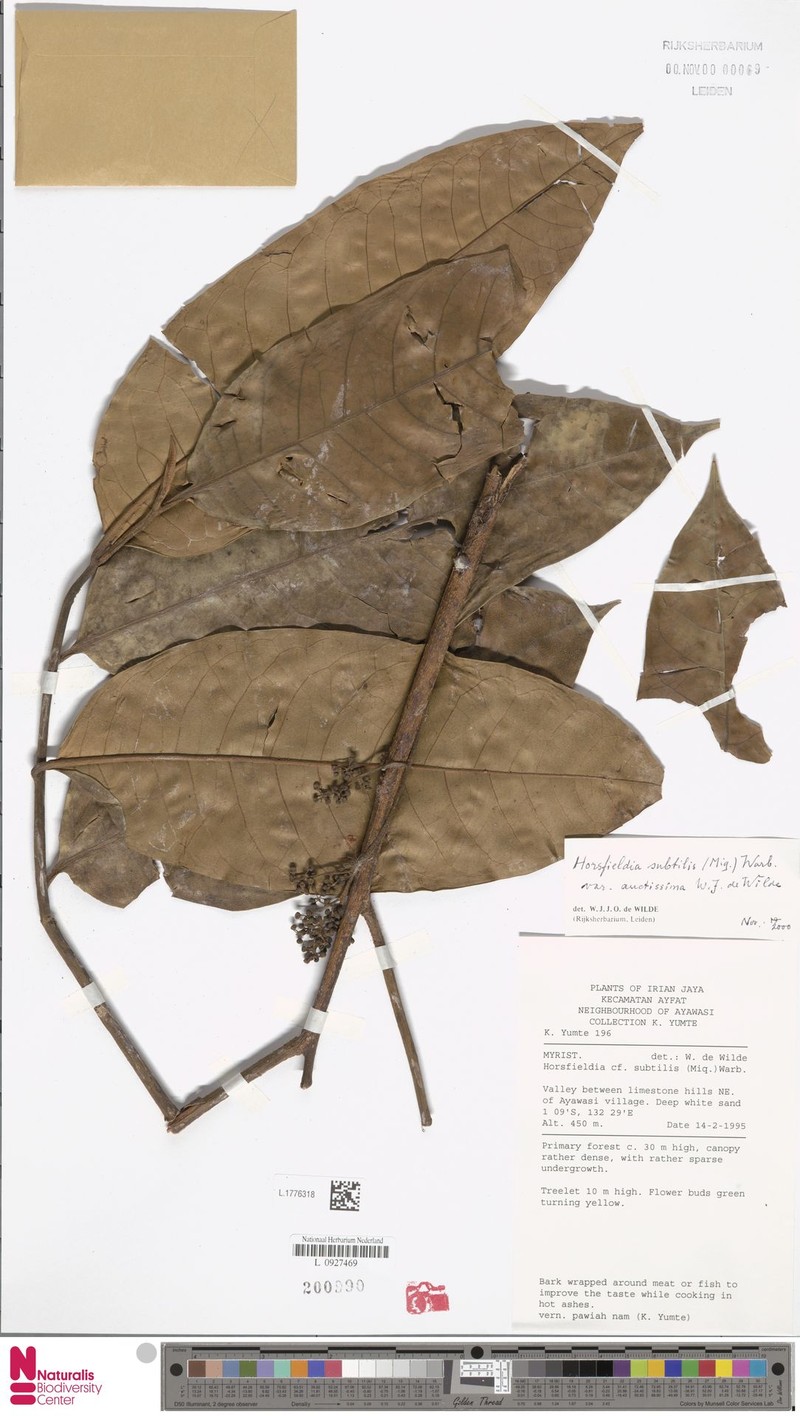 Horsfieldia subtilis var. auctissima