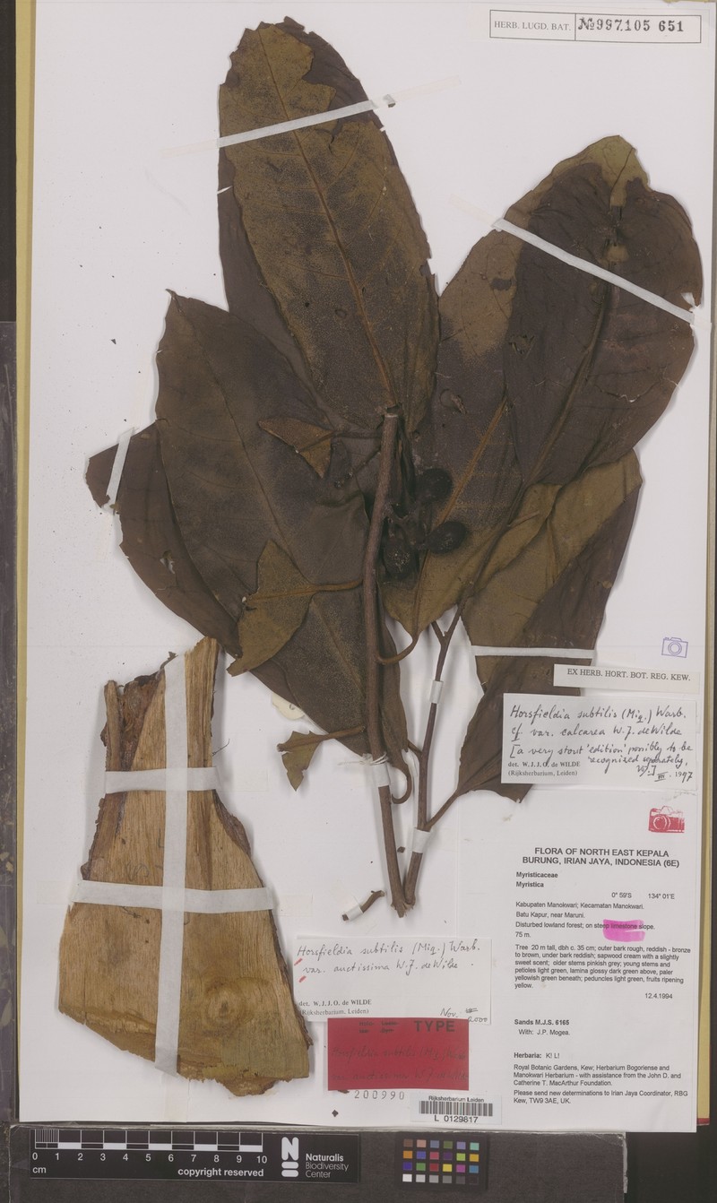 Horsfieldia subtilis var. auctissima photo 2