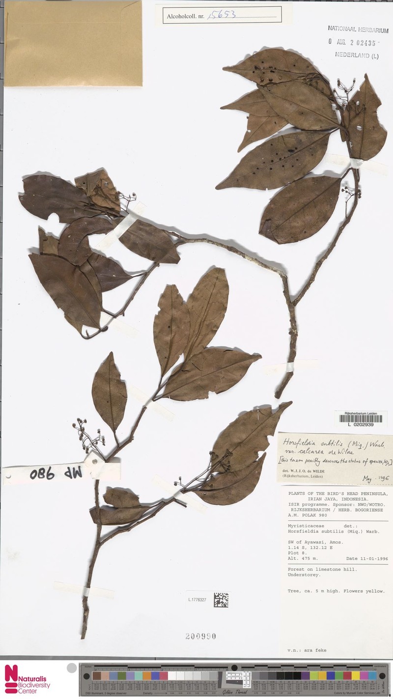 Horsfieldia subtilis var. calcarea