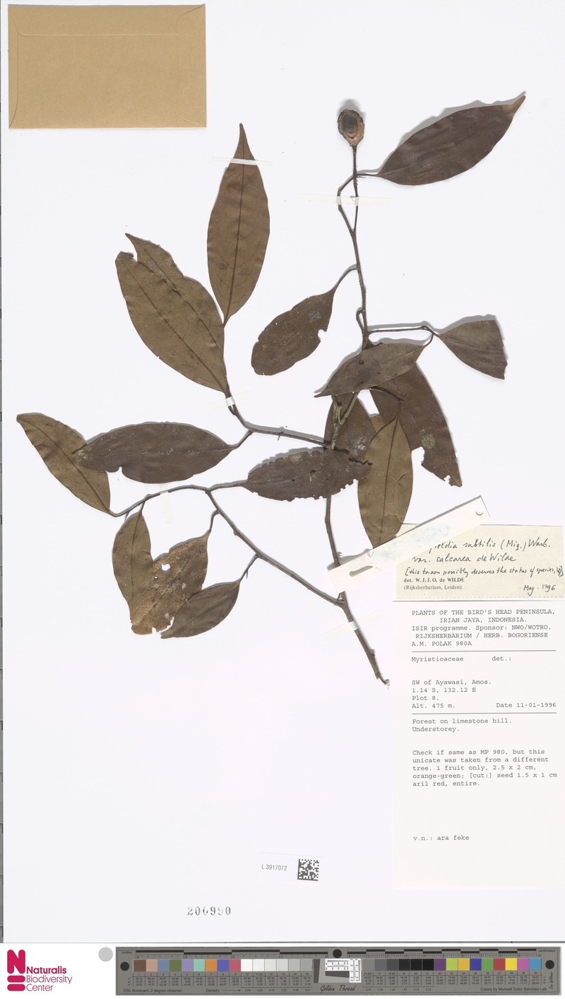 Horsfieldia subtilis var. calcarea photo 2