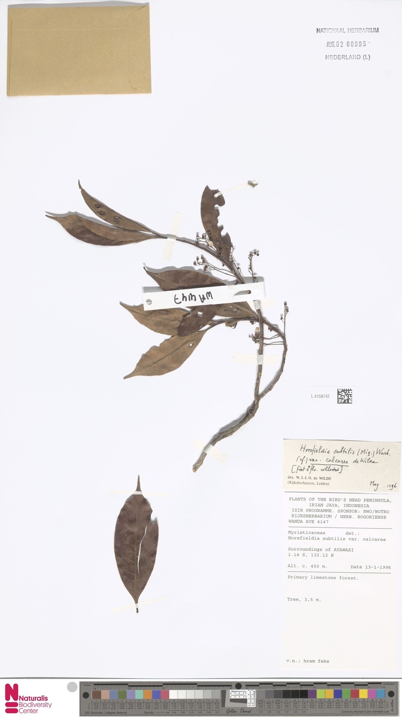Horsfieldia subtilis var. calcarea photo 3