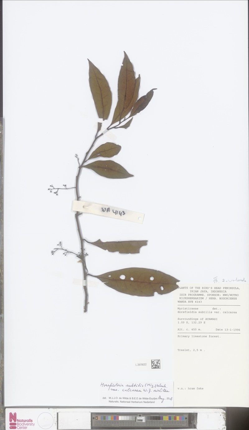 Horsfieldia subtilis var. calcarea photo 4