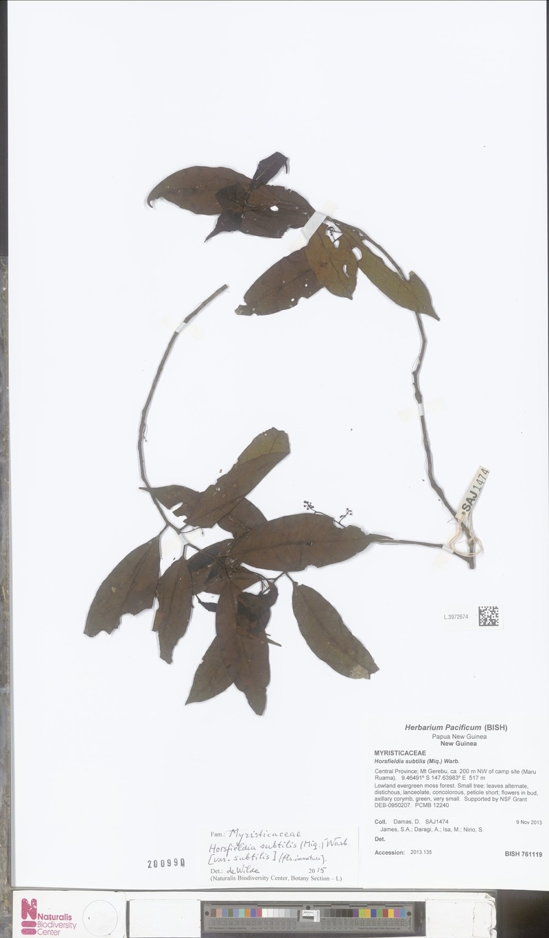 Horsfieldia subtilis var. subtilis