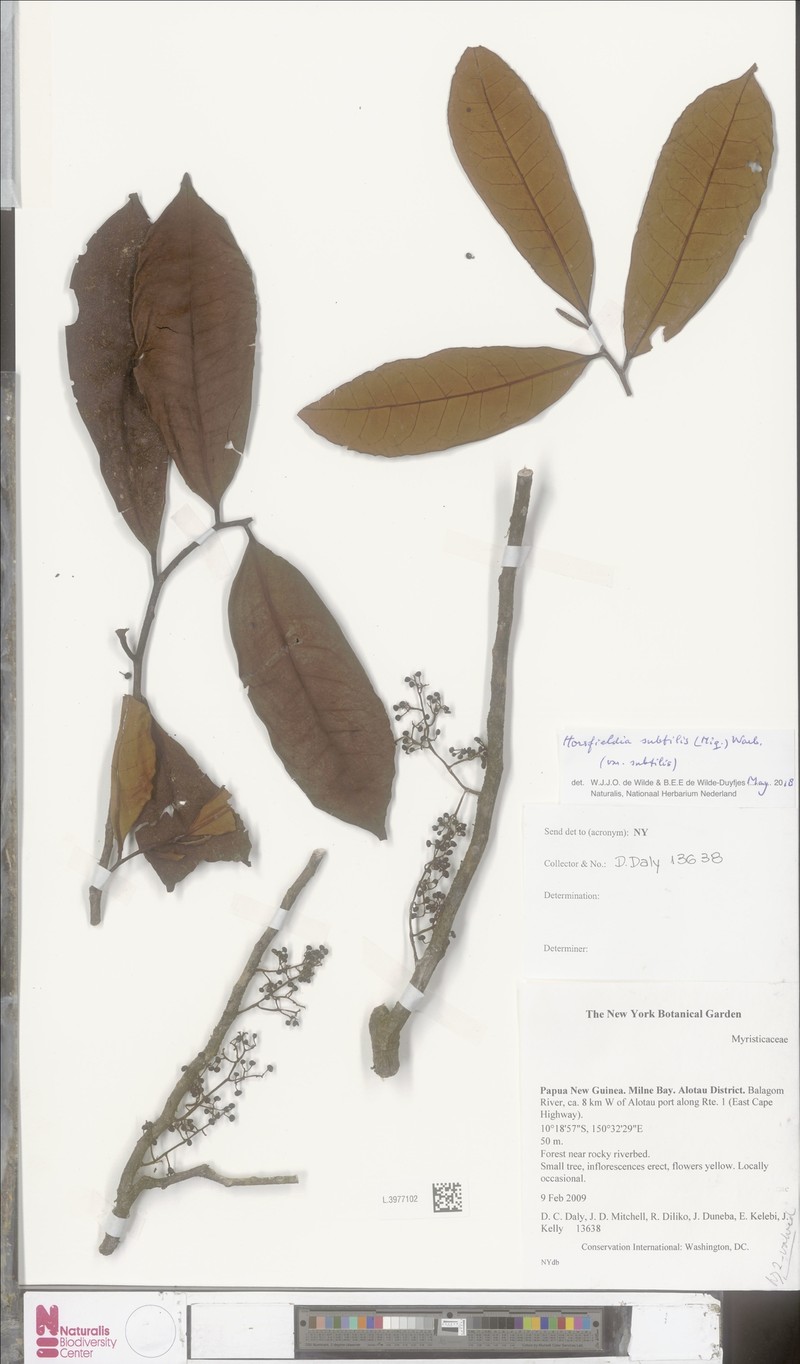 Horsfieldia subtilis var. subtilis photo 3