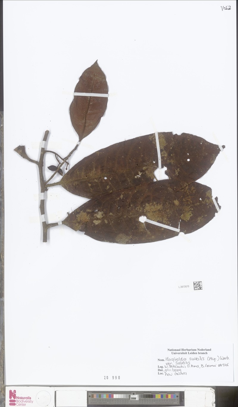Horsfieldia subtilis var. subtilis photo 4
