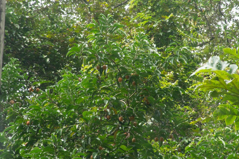 Horsfieldia sucosa