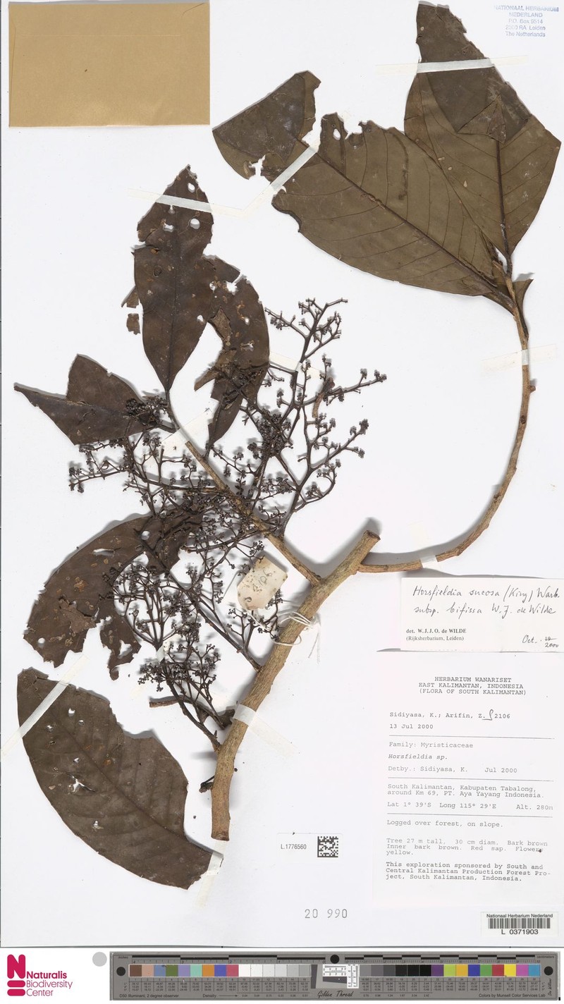 Horsfieldia sucosa photo 2