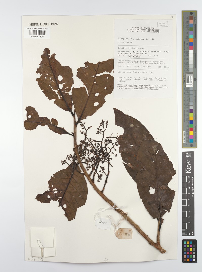 Horsfieldia sucosa subsp. bifissa photo 4