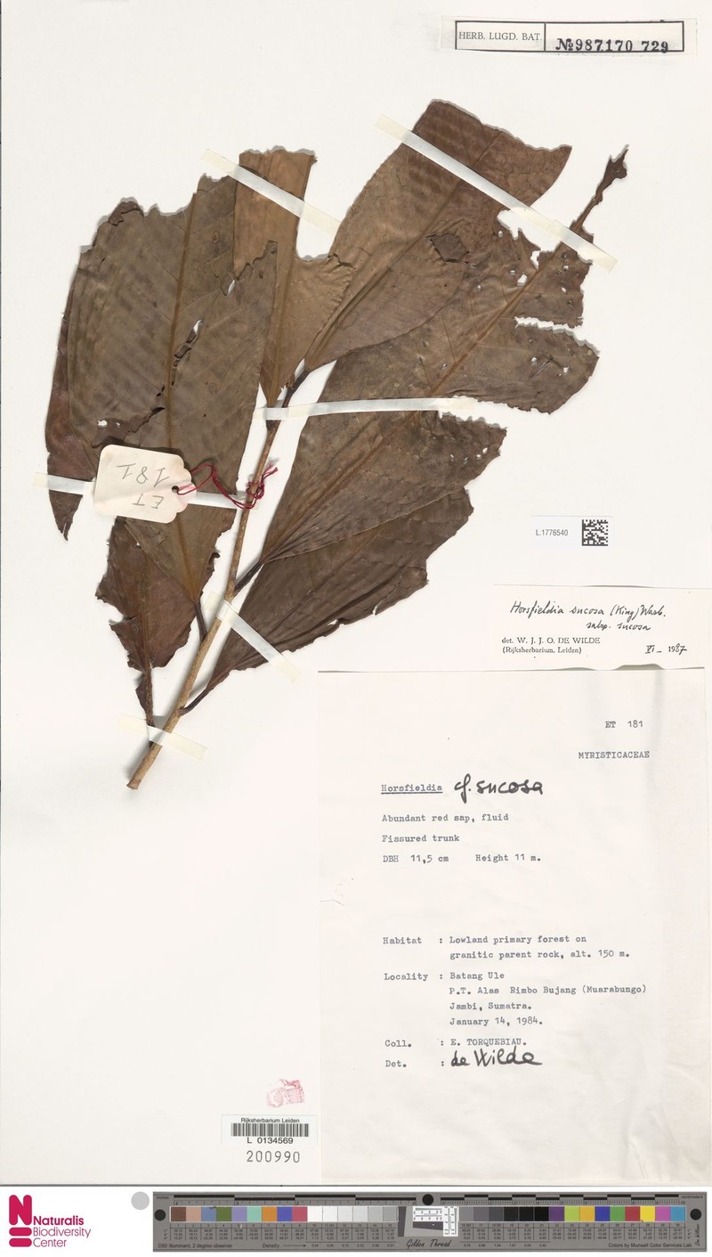 Horsfieldia sucosa subsp. sucosa
