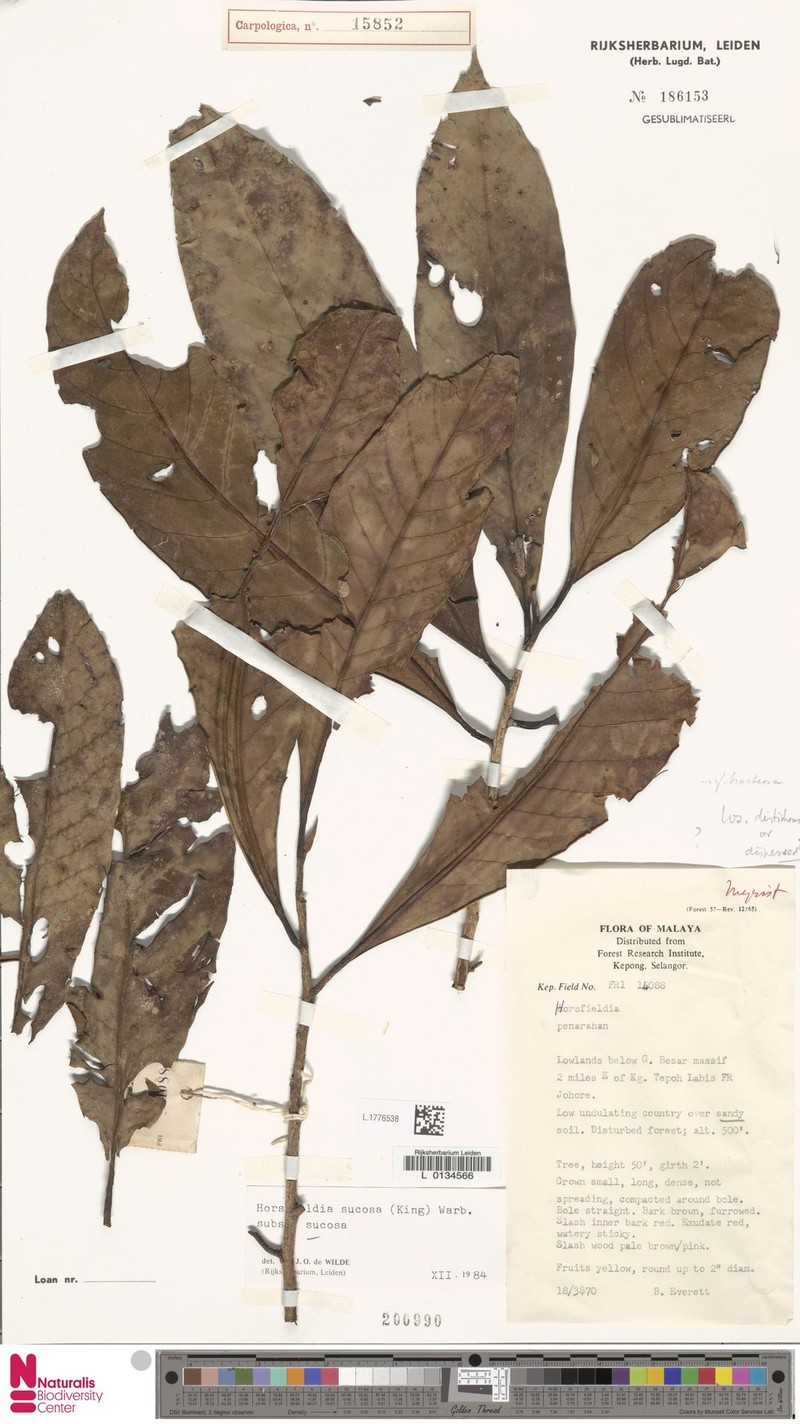 Horsfieldia sucosa subsp. sucosa photo 3