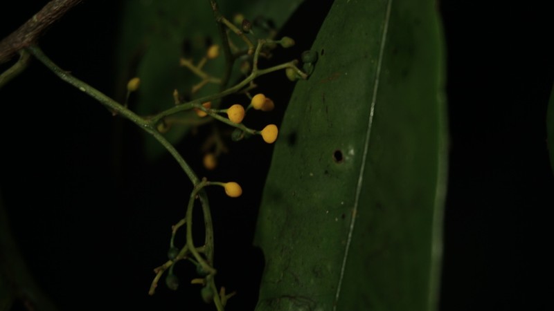 Horsfieldia sylvestris photo 5